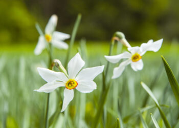 Долина нарцисів – єдиний в Україні унікальний заповідний масив