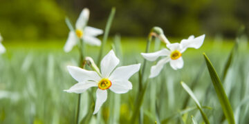Долина нарцисів – єдиний в Україні унікальний заповідний масив