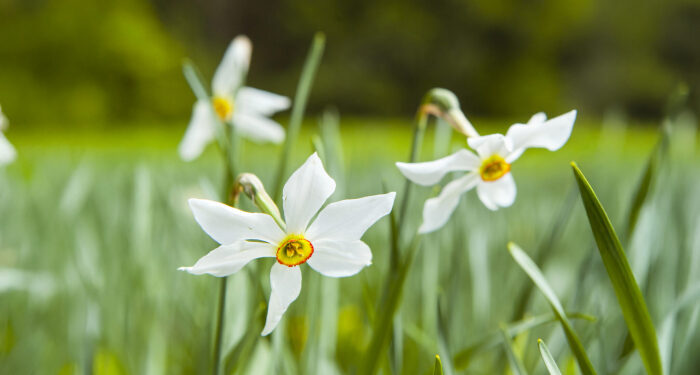 Долина нарцисів – єдиний в Україні унікальний заповідний масив