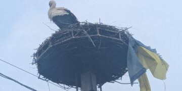 ФОТОФАКТ. У Перечині лелека приніс у гніздо прапор України