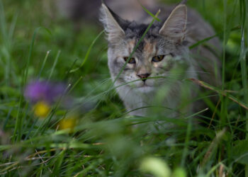 “Грійтеся сьогодні”. Синоптикиня попередила про похолодання з наступного тижня