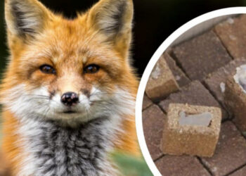 Майже 21 000 доз вакцини проти сказу протягом тижня доставлять до регіонів країни, і в тому числі на Закарпаття