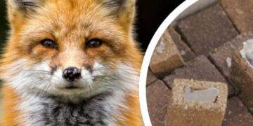 Майже 21 000 доз вакцини проти сказу протягом тижня доставлять до регіонів країни, і в тому числі на Закарпаття