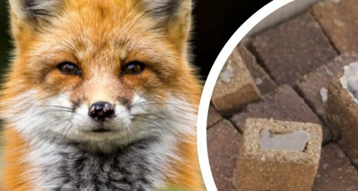 Майже 21 000 доз вакцини проти сказу протягом тижня доставлять до регіонів країни, і в тому числі на Закарпаття