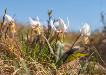 На Апецькій, яку планують знищити вітряками, розцвів унікальний білий еритроній і зафіксували рідкісного лісового кота (ФОТО)