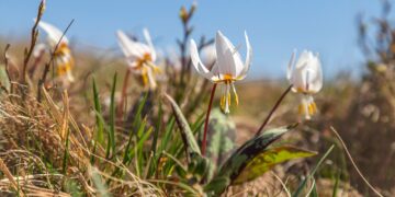 На Апецькій, яку планують знищити вітряками, розцвів унікальний білий еритроній і зафіксували рідкісного лісового кота (ФОТО)