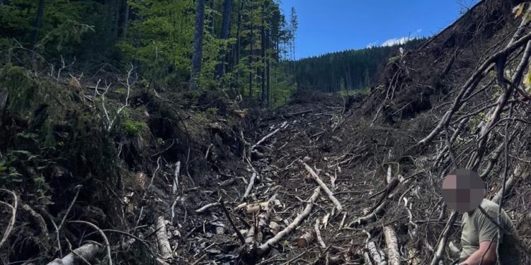 На Тячівщині судитимуть працівників Брустурянського ЛМГ, які незаконно нарубали лісу на понад 12 млн грн (ФОТО, ВІДЕО)