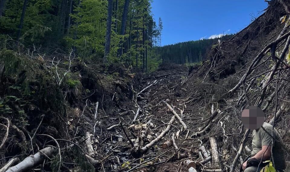 На Тячівщині судитимуть працівників Брустурянського ЛМГ, які незаконно нарубали лісу на понад 12 млн грн (ФОТО, ВІДЕО)
