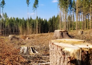 На Закарпатті засуджено лісничого за незаконну вирубку лісу –