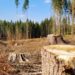 На Закарпатті засуджено лісничого за незаконну вирубку лісу –
