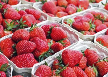 Отруйна полуниця на Закарпатті: виявлено небезпечні ягоди з надмірним вмістом нітратів –