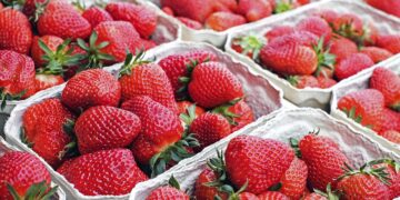 Отруйна полуниця на Закарпатті: виявлено небезпечні ягоди з надмірним вмістом нітратів –