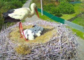 Партнер відомої лелеки Одарки виніс пташеня із гнізда і здивував орнітологів. Відео