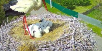 Партнер відомої лелеки Одарки виніс пташеня із гнізда і здивував орнітологів. Відео