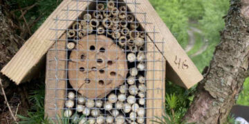 Працівники Ужанського нацпарку облаштували готелі для бджіл