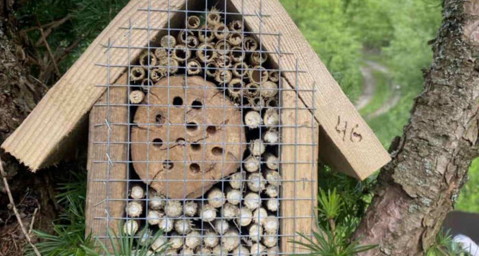 Працівники Ужанського нацпарку облаштували готелі для бджіл