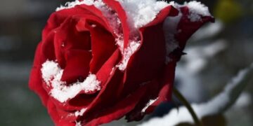 Прохолода й заморозки – синоптики розповіли, якою буде погода на Провідну неділю