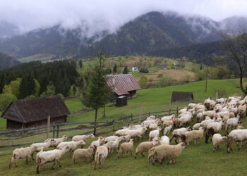 “Синевирське диво” під час війни. Як правильно зробити бізнес на вівцях, а репутацію – на ефективному керівництві