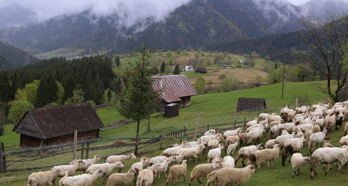 “Синевирське диво” під час війни. Як правильно зробити бізнес на вівцях, а репутацію – на ефективному керівництві
