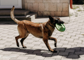 «Собака для ветерана»: історія Дмитра та його улюбленця Блека