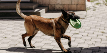 «Собака для ветерана»: історія Дмитра та його улюбленця Блека