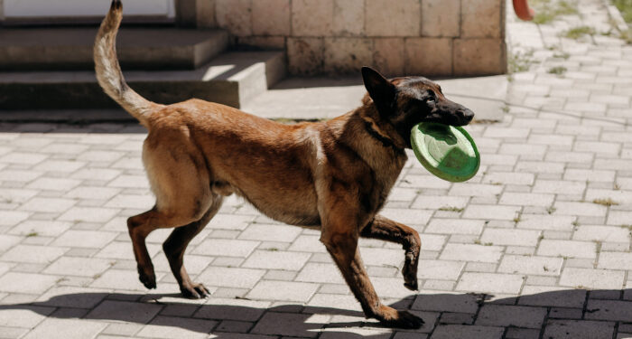 «Собака для ветерана»: історія Дмитра та його улюбленця Блека
