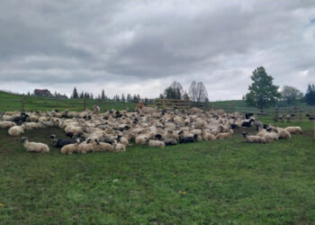 Свято Міри в Лазещині і шлях до відродження вівчарства: репортаж з полонин