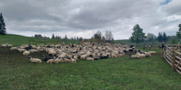 Свято Міри в Лазещині і шлях до відродження вівчарства: репортаж з полонин
