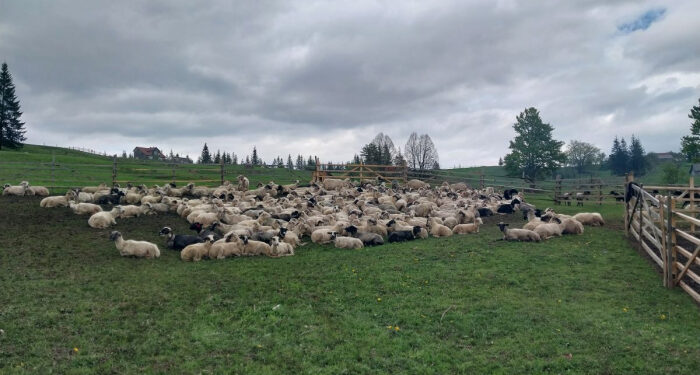 Свято Міри в Лазещині і шлях до відродження вівчарства: репортаж з полонин
