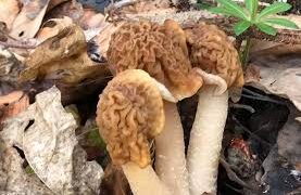 “Тихе полювання” на Закарпатті: перші дари лісу вже в кошиках –