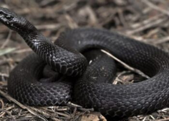 У Карпатах зафіксовано найбільшу отруйну змію України – гадюку Нікольського, проти якої немає вакцини –