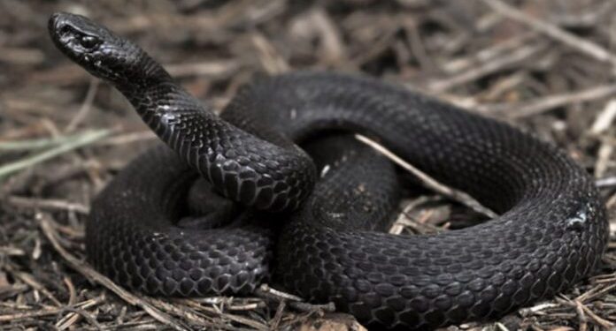У Карпатах зафіксовано найбільшу отруйну змію України – гадюку Нікольського, проти якої немає вакцини –