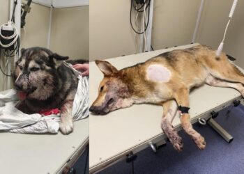 У Поляні на Мукачівщині невідомий посеред дня стріляв по собаках (ФОТО)