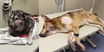 У Поляні на Мукачівщині невідомий посеред дня стріляв по собаках (ФОТО)