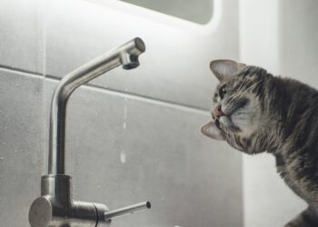 В Ужгороді через відновлювальні роботи на водогоні тимчасово призупиняють водопостачання у центральній частині міста –