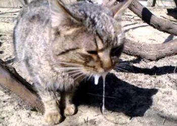 В Ужгороді діагностували сказ у кішки, на кількох вулицях запроваджено карантин