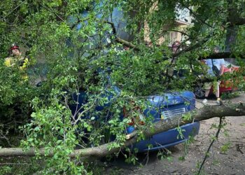 В Ужгороді у неділю дерево впало на припаркований Hyundai (ОНОВЛЕНО) (ФОТО)