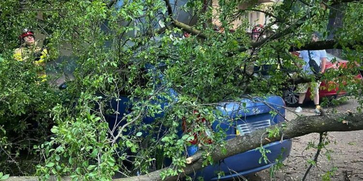 В Ужгороді у неділю дерево впало на припаркований Hyundai (ОНОВЛЕНО) (ФОТО)