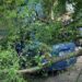 В Ужгороді у неділю дерево впало на припаркований Hyundai (ОНОВЛЕНО) (ФОТО)