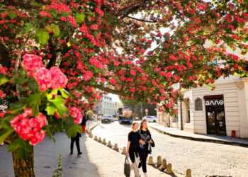 Весна в Ужгороді змінює фарби — сакури вже відцвіли, але краса не зникає