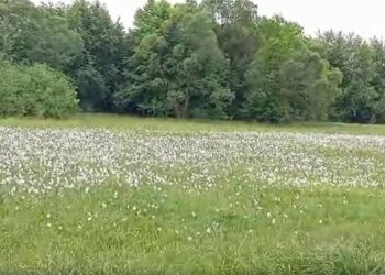 ВІДЕОФАКТ. На Закарпатті розцвіла Долина нарцисів