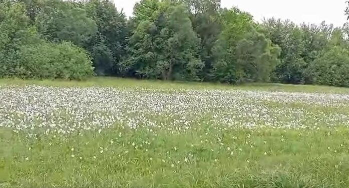 ВІДЕОФАКТ. На Закарпатті розцвіла Долина нарцисів