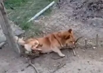 Жителеві Березова на Хустщині, що жорстоко вбив собаку, оберуть запобіжний захід (ВІДЕО)