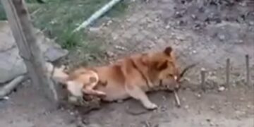 Жителеві Березова на Хустщині, що жорстоко вбив собаку, оберуть запобіжний захід (ВІДЕО)