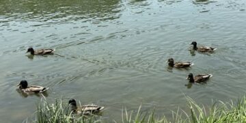 Яку погоду прогнозують синоптики на Закарпатті 12 червня — Ужгород