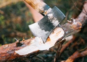 Ці дерева біля дому ні в якому разі не можна рубати — Закарпаття