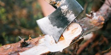 Ці дерева біля дому ні в якому разі не можна рубати — Закарпаття