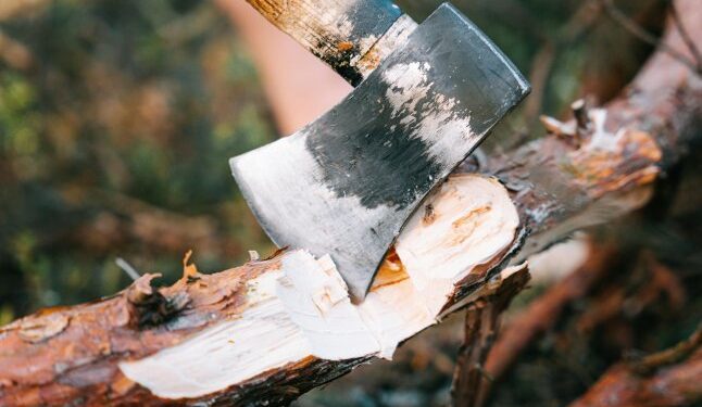 Ці дерева біля дому ні в якому разі не можна рубати — Закарпаття