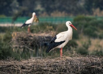 Прикмети про лелек: коли чекати щастя, а коли — біди — Закарпаття