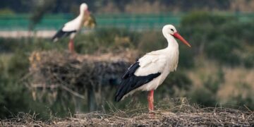 Прикмети про лелек: коли чекати щастя, а коли — біди — Закарпаття